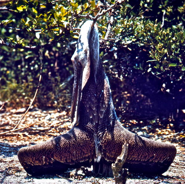 Brown pelican caught on a fishing line in Port Orange, Florida.