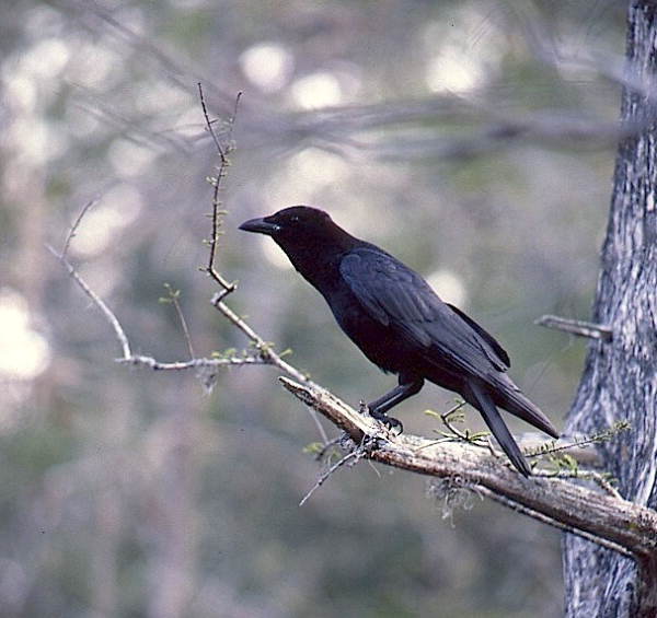 Common crow at Fisheating Creek - Glades County, Florida.