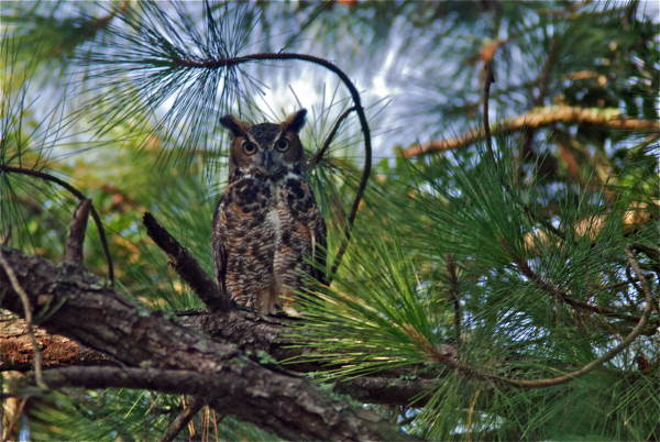 View of a Great horned owl in Cedar Key, Florida.