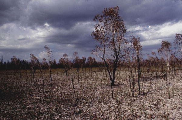 View showing trees after a Tamiami Trail fire.
