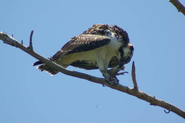Osprey eating in Sanibel, Florida.