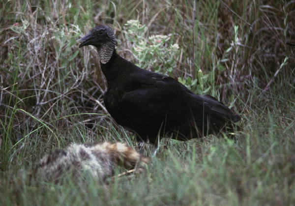 Black vulture in the Florida Everglades.