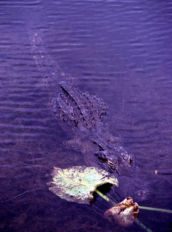 Close-up view of an alligator in the Florida Everglades.
