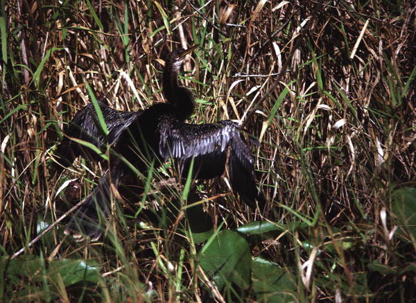 View showing an Anhinga in the Florida Everglades.