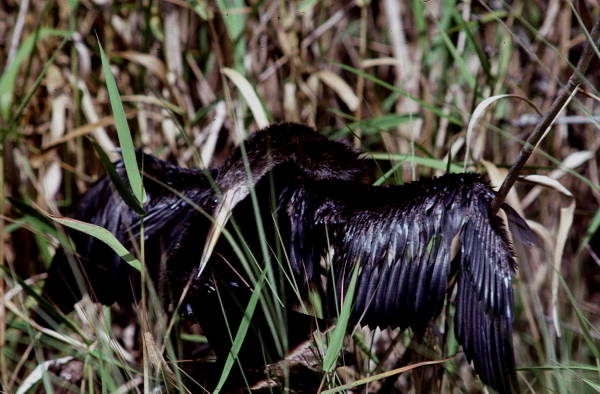View of an Anhinga in the Florida Everglades.