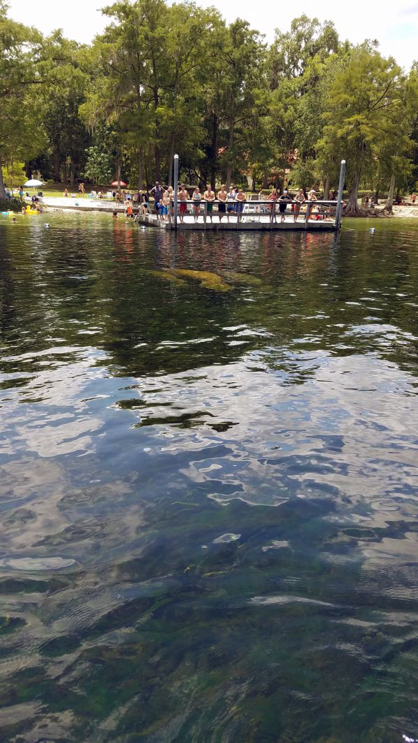 Visitors viewing manatees at Wakulla Springs.
