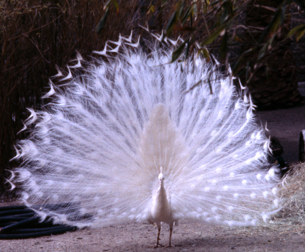 White peacock in Florida.
