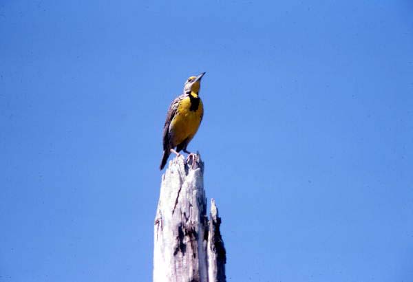 Eastern meadowlark (Sturnella magna) - Collier County, Florida.