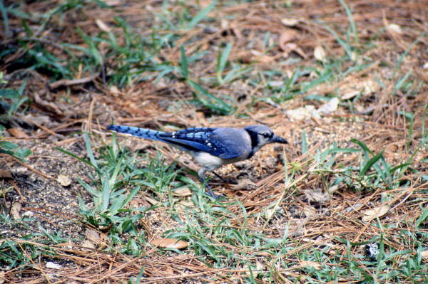 Blue Jay (Cyanocitta cristata) - Wakulla County, Florida