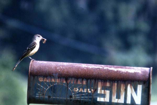 Crested flycatcher on mailbox - Alachua County, Florida.