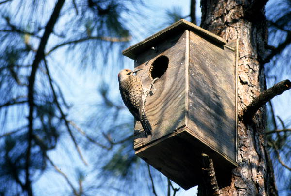 Woodpecker perched on bird house.
