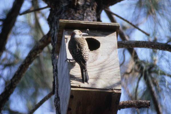 Woodpecker perched on bird house.