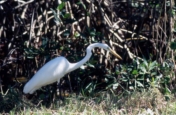 Great Egret.