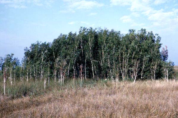 Melaleuca Invasive Species In Florida