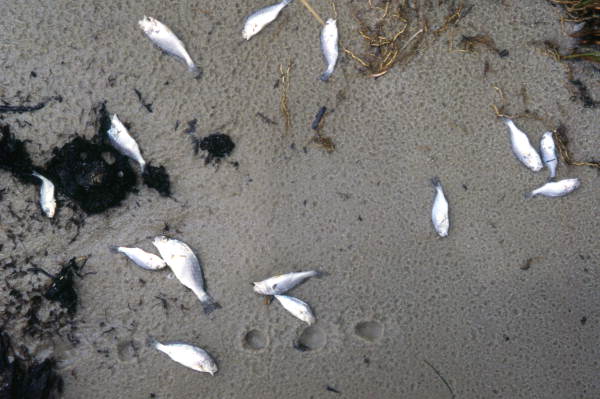 Fish killed by pollution
