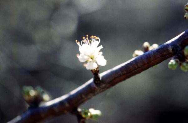 Close-up view of blooming flower on Chickasaw plum (Prunus augustifolia) branch