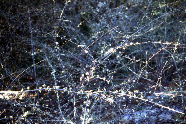 Close-up view of blooming Chickasaw plum (Prunus augustifolia) plants