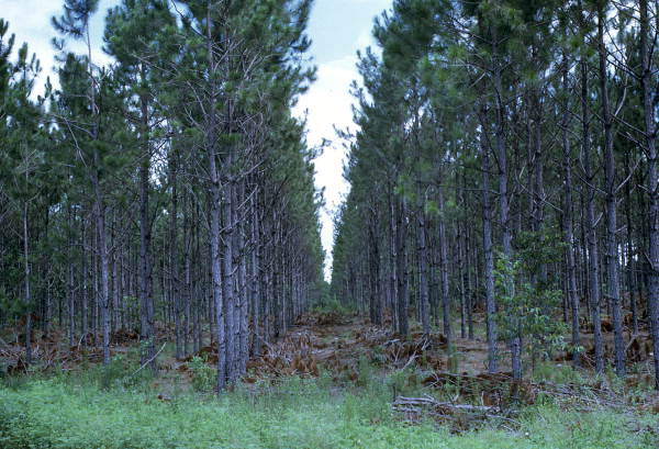 Pine Plantation..