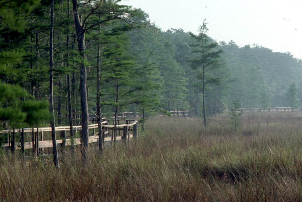 Audubon Nature Preserve in Collier Co.