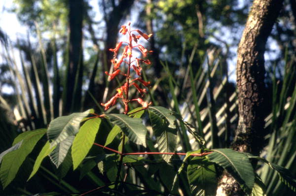 Wildcoffee plant