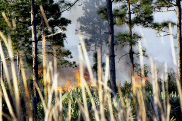 Controlled burn in eastern Orange County..