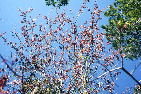 Budding Red Maple branches