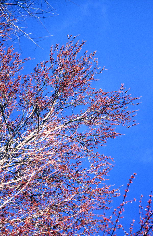 Budding Swamp Maple branches
