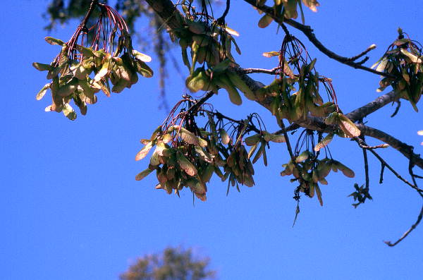 View of mature Swamp Maple seedpods