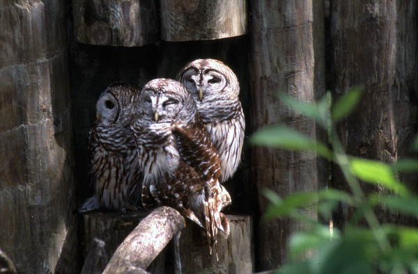 Barred owls (Strix varia)