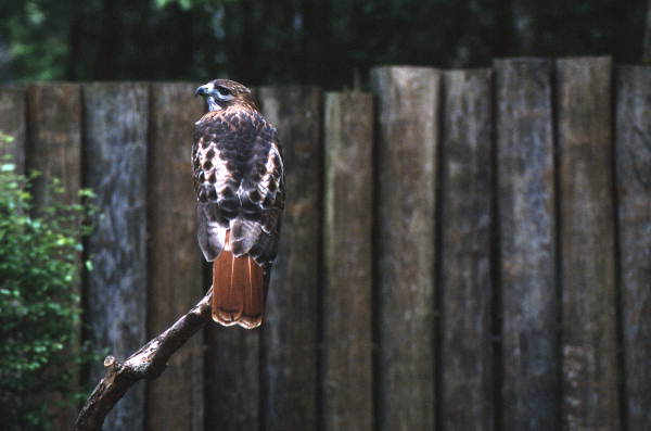 Red-tailed hawk (Buteo jamaicensis)