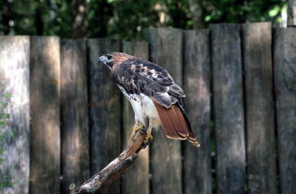View of Red-tailed hawk (Buteo jamaicensis)