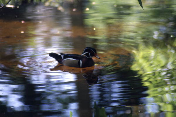View of Wood duck (Aix sponsa) in the water.