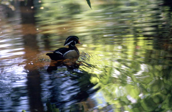 View of Wood duck (Aix sponsa) in the water.