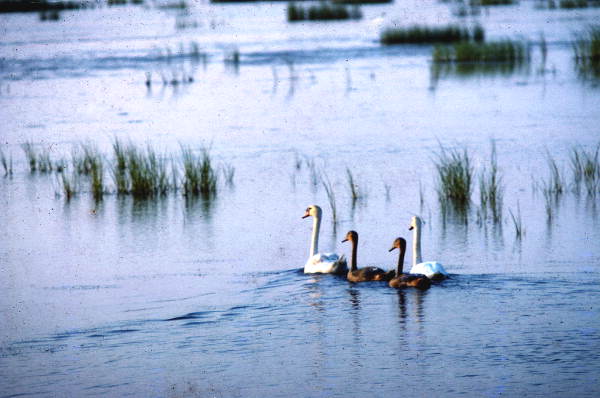 Mute swan and young at Brigantine National Wildlife Refuge near Ocean City, New Jersey