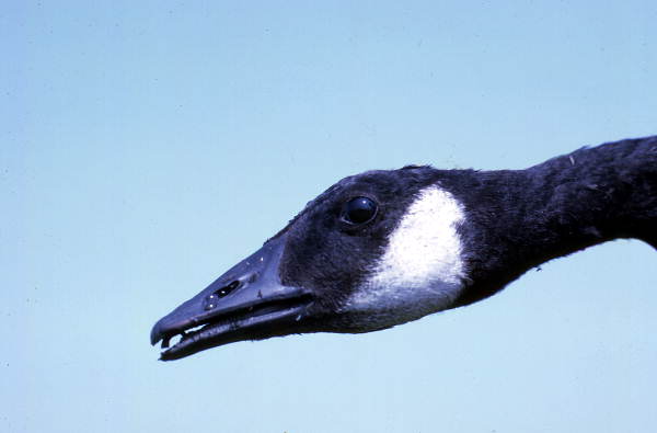 Close-up view of Canadian goose - Leon County, Florida.