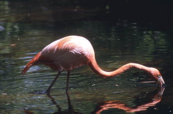 Flamingo (Phoenicopteridae) getting food - Sanibel, Florida.