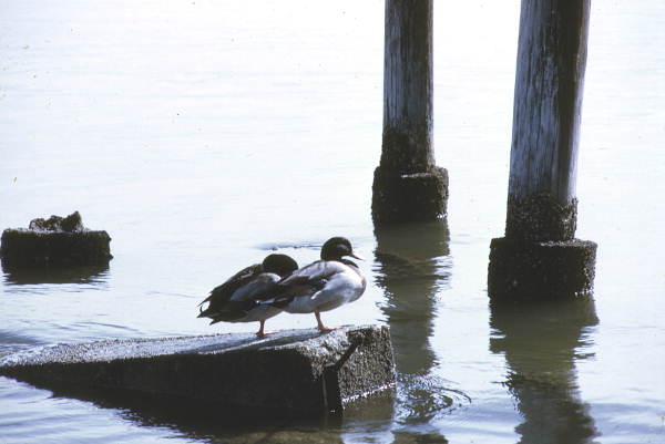 Two male Mallards (Anas platyrhynchos) - Cedar Key, Florida.