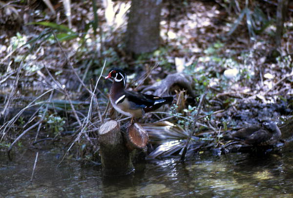 Male Wood duck (Aix sponsa) having a look around - Levy County, Florida.
