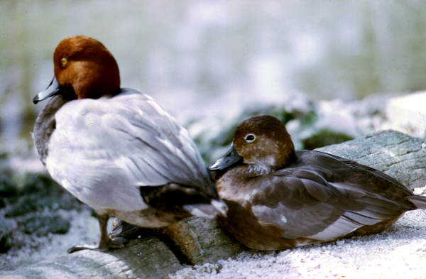 Male and female Red-headed divers (Aristonetta ferina) - Homosassa Springs, Florida.