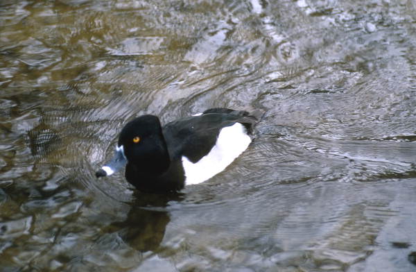 Male Ring-necked duck (Aythya collaris) - Homosassa Springs, Florida.