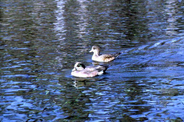 Pair of American Wigeon (Anas americana) ducks in Wakulla Springs.
