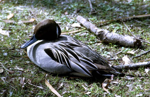 Close-up view of male Pintail (Anas acuta) duck - Homosassa Springs, Florida.