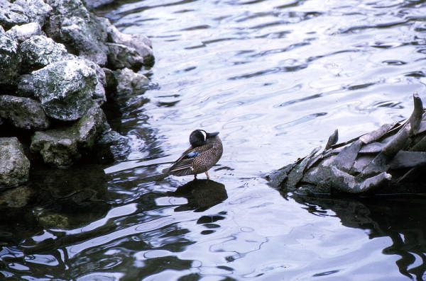 Blue-winged teal (Querquedula discors) - Homosassa Springs, Florida.