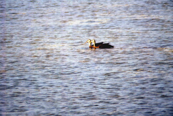Mottled duck (Anas fulvigula) - Osceola County, Florida.
