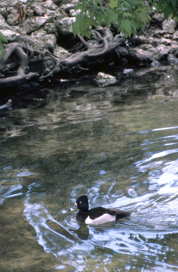Male Ring-necked duck (Aythya collaris) in the spring - Homosassa Springs, Florida.