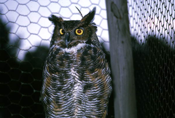 Close-up view of Great horned owl (Bubo virginianus) at a Dept. of Natural Resources youth camp - Ocala National Forest, Florida.