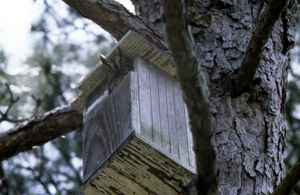Screech owl - Brevard County, Florida