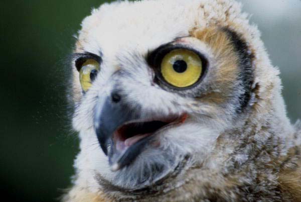 Close-up view of immature Great horned owl (Bubo virginianus) - Cocoa, Florida