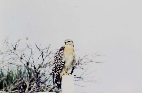 Red-shouldered hawk (Buteo lineatus) - Sanibel, Florida
