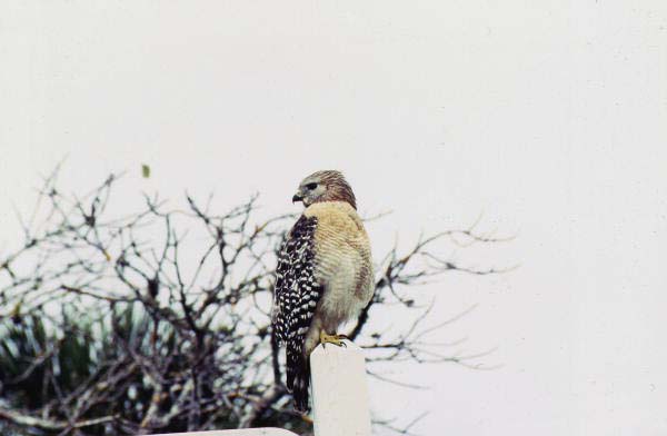 Red-shouldered hawk (Buteo lineatus) - Sanibel, Florida
